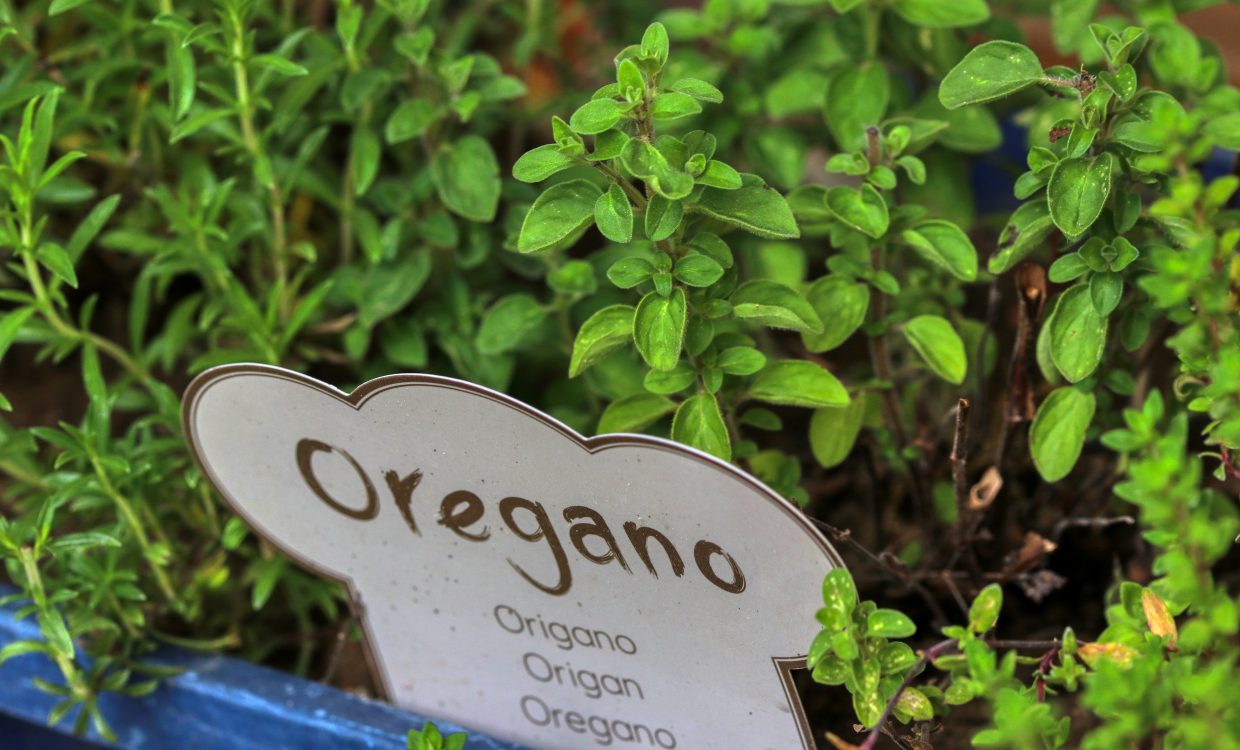 oregano