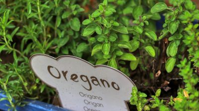 oregano