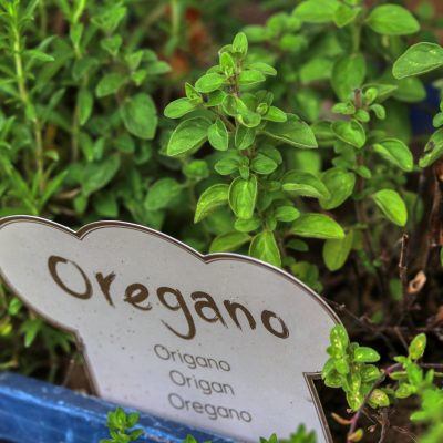 oregano